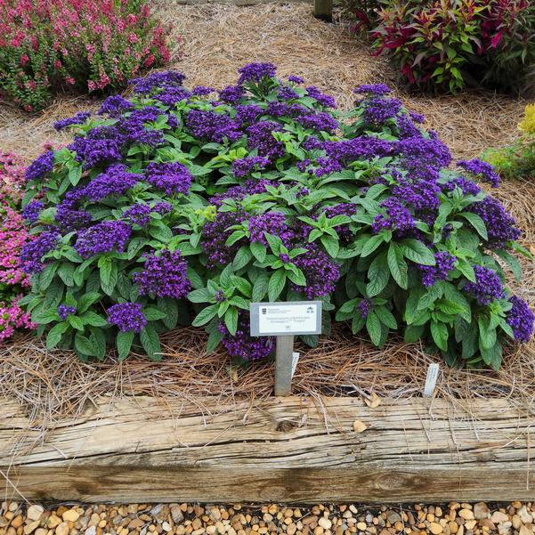 Heliotropium arborescens Aromagica™ 'Purple' Image