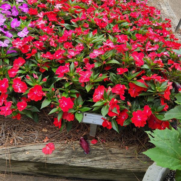 Impatiens Sol Luna 'Prime Red' Image
