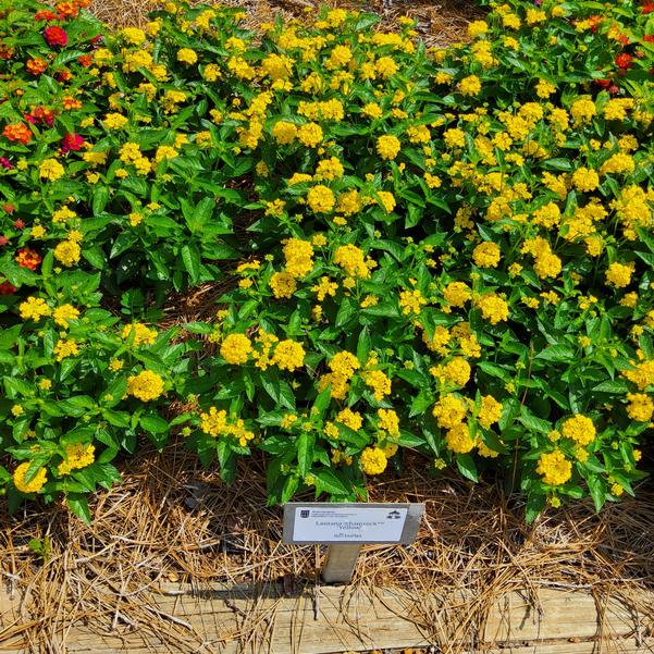 Lantana Shamrock™ 'Yellow' Image