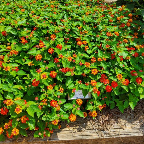Lantana camara Bandolista™ 'Red Chili' Image