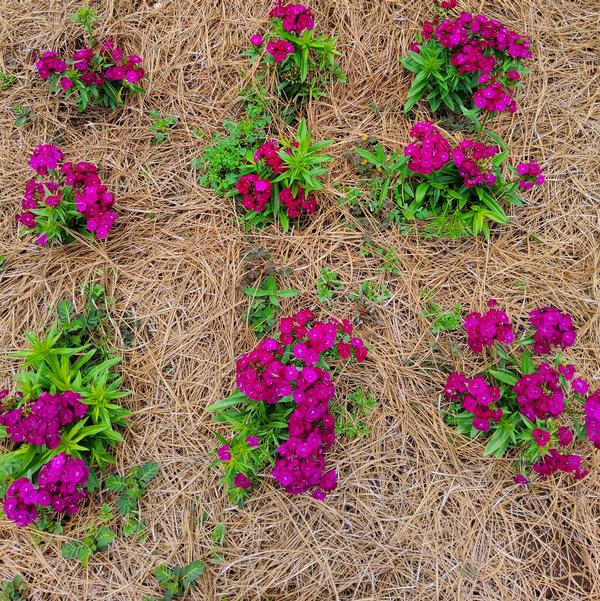 Dianthus Dart™ 'Purple' Image