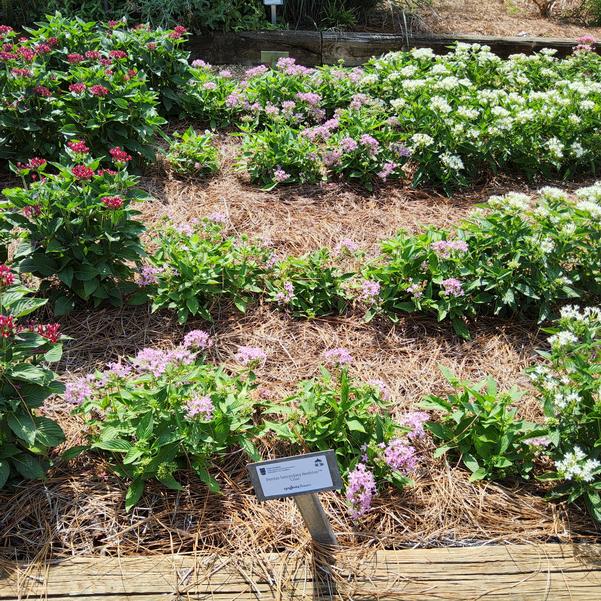 Pentas lanceolata Beehive™ 'Lilac' Image