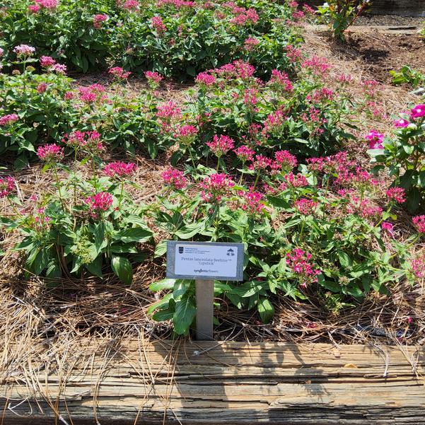 Pentas lanceolata Beehive™ 'Lipstick' Image