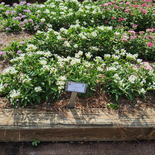 Pentas lanceolata Beehive™ 'White' Image