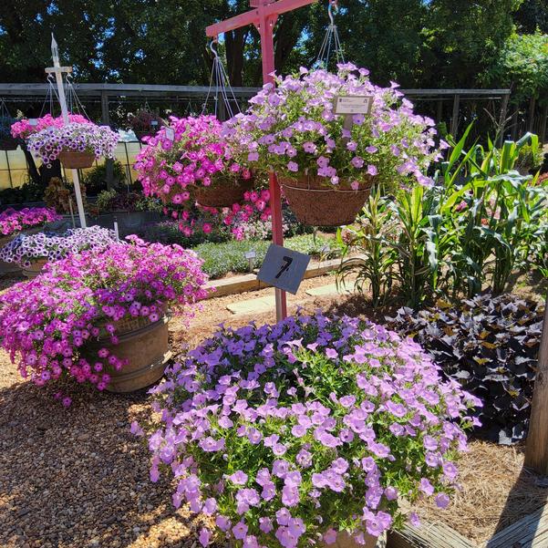 Petunia hybrid 'Cool Jazz™'