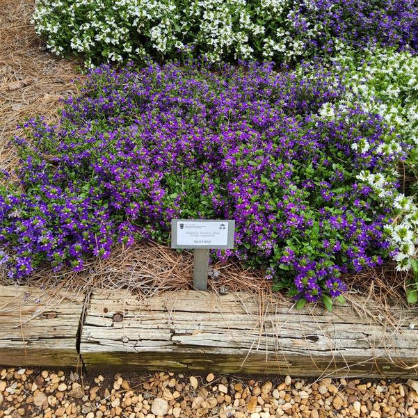Scaevola Surdiva 'Blue Violet Improved' Image