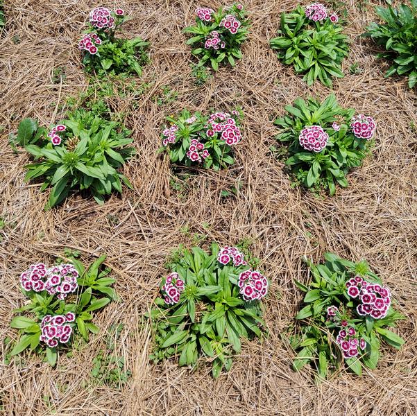 Dianthus Dart™ 'Red White Picotee' Image