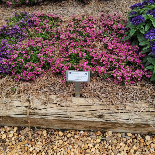 Scaevola Surdiva 'Fashion Pink Improved' Image
