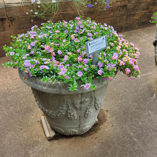 Trixi® 'FunTopia Utopia'