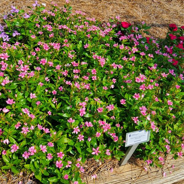 Vinca Soiree 'Double Pink Improved' Image