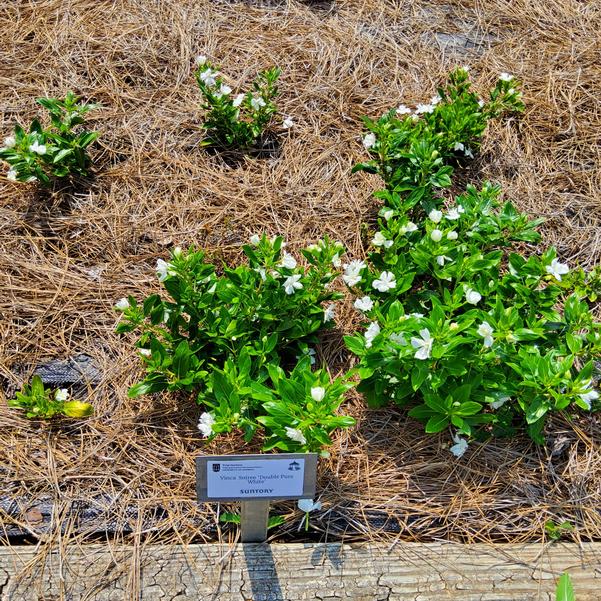 Vinca Soiree 'Double Pure White' Image