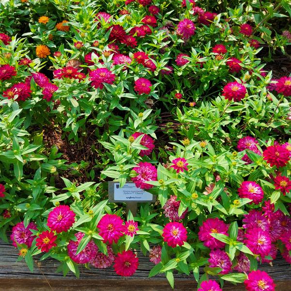 Zinnia marylandica Zydeco™ 'Cherry' Image