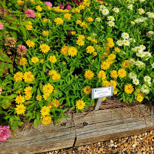 Zinnia marylandica Zydeco™ 'Deep Yellow' Image