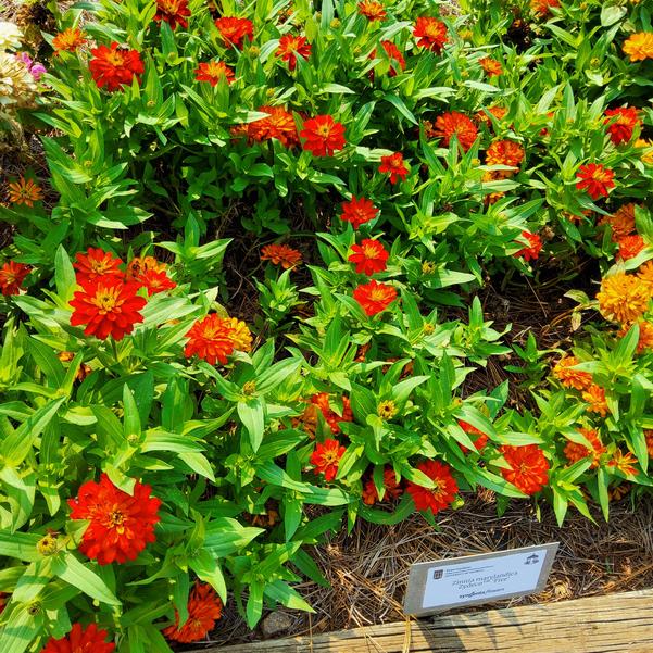 Zinnia marylandica Zydeco™ 'Fire' Image