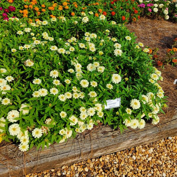 Zinnia marylandica Zydeco™ 'White' Image