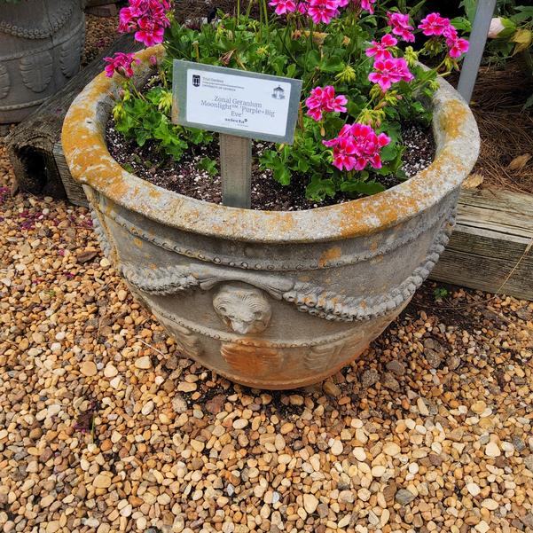 Zonal Geranium Moonlight™ 'Purple+Big Eye' Image