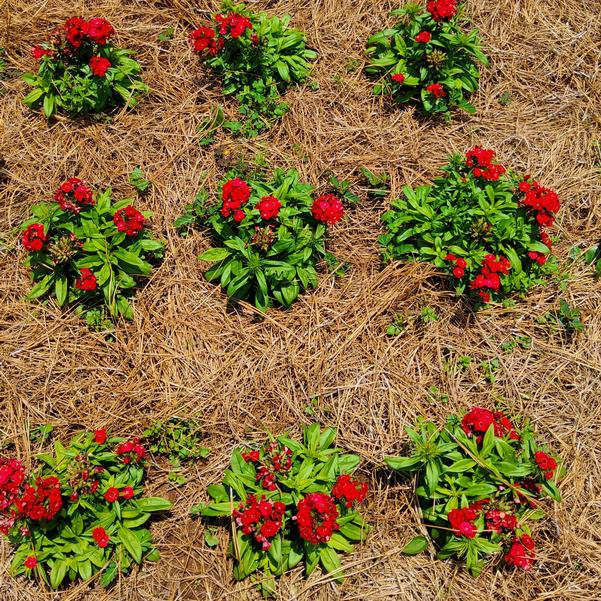 Dianthus Dart™ 'Scarlet' Image