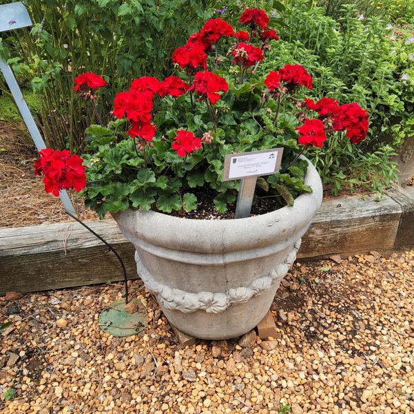 Zonal Geranium Super Moon™ 'Red' Image