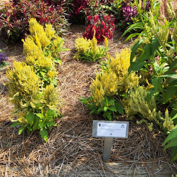 Celosia plumosa Castle™ 'Yellow' Image
