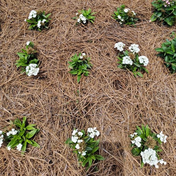 Dianthus Dart™ 'White' Image