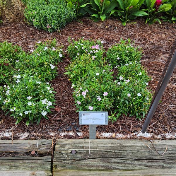 Dianthus chinensis x barbatus F1 Telstar™ 'White' Image