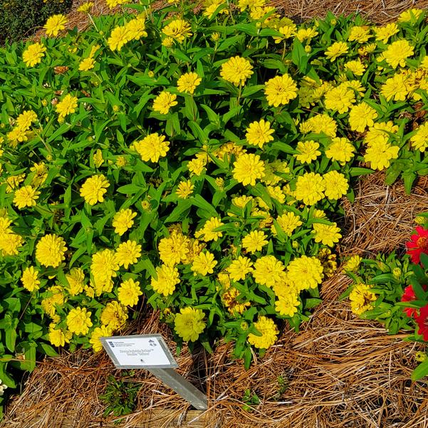 Zinnia hybrida Belize™ Double 'Yellow' Image