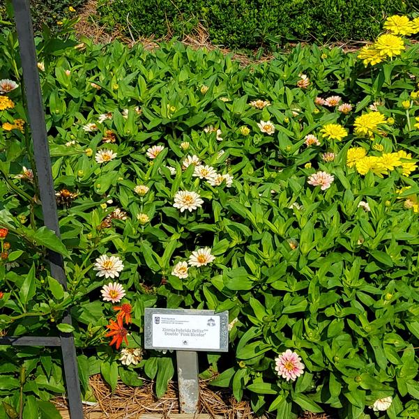 Zinnia hybrida Belize™ Double 'Pink Bicolor' Image