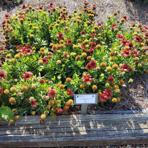 Gaillardia aristata 'Low Rider™' Image