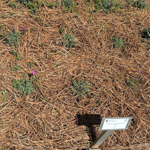 Dianthus hybrid Cliff 'Pink Spot' Image