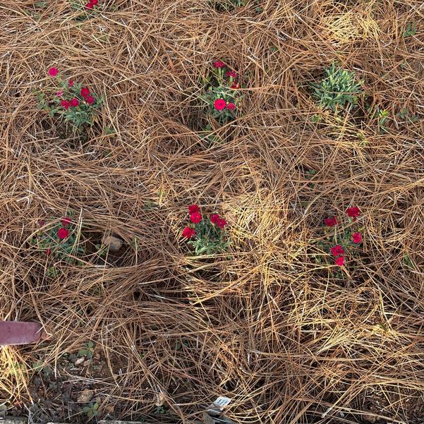 Dianthus hybrid Cliff 'Red Spot' Image