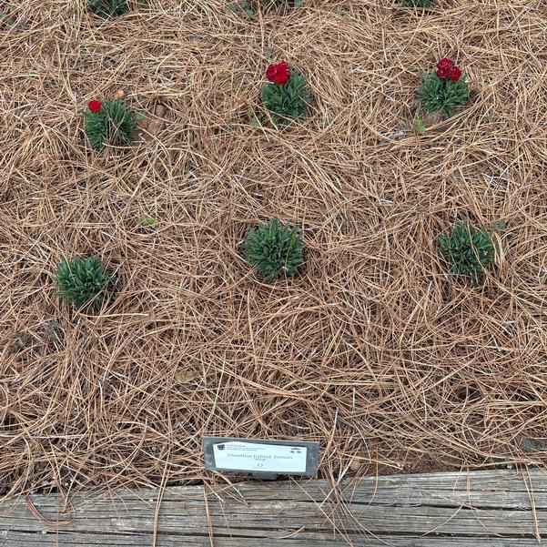 Dianthus hybrid Peman 'Red' Image