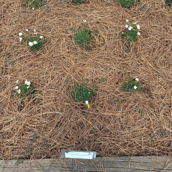 Dianthus hybrid Rock Candy Image