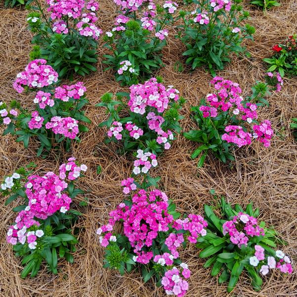 Dianthus Interspecific Jolt™ 'Pink Magic' Image