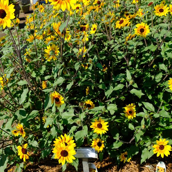 Helianthus Suncredible® 'Saturn' Image