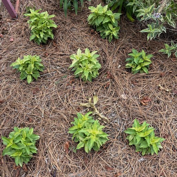 Heliopsis Oriole Variegata Image