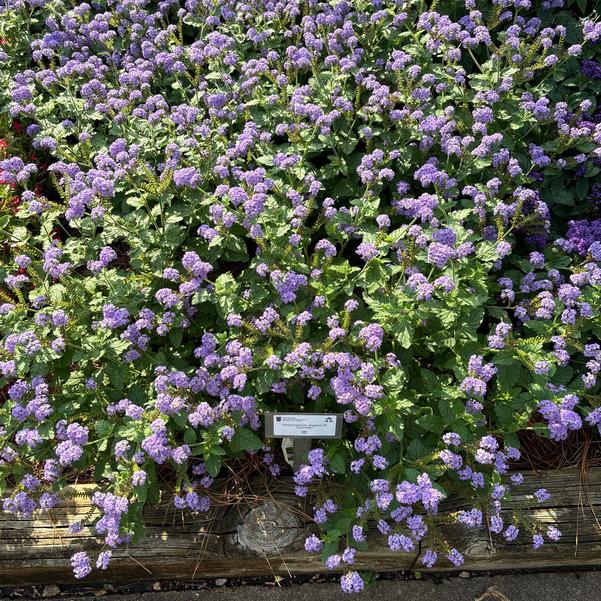 Heliotropium Augusta® 'Lavender' Image