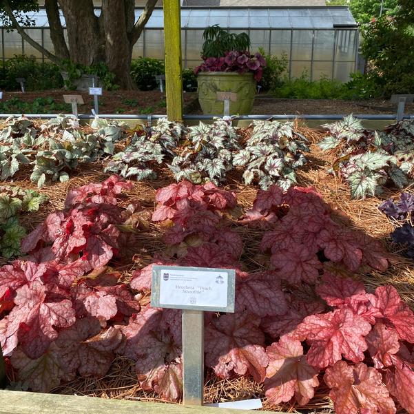 Heuchera ''Peach Smoothie'' Image