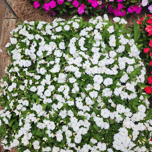 Impatiens Sol Luna 'Prime White' Image