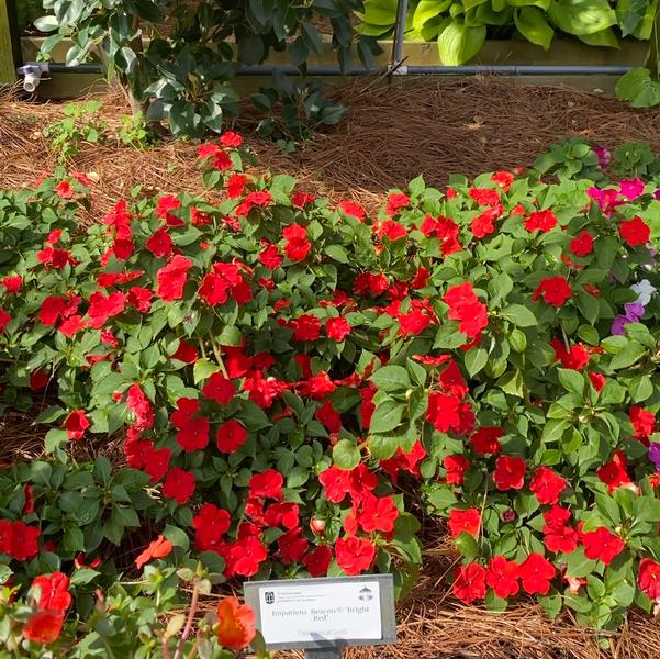 Impatiens Beacon® 'Bright Red' Image