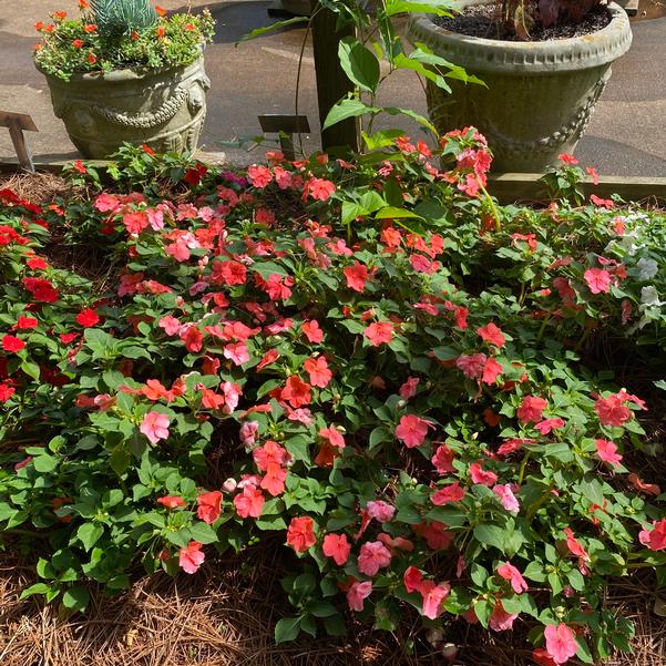 Impatiens Beacon® 'Coral Improved' Image