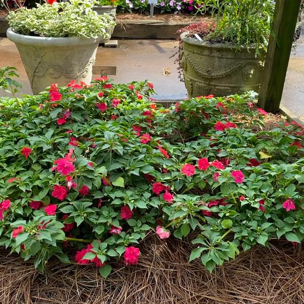 Impatiens Beacon® 'Lipstick' Image