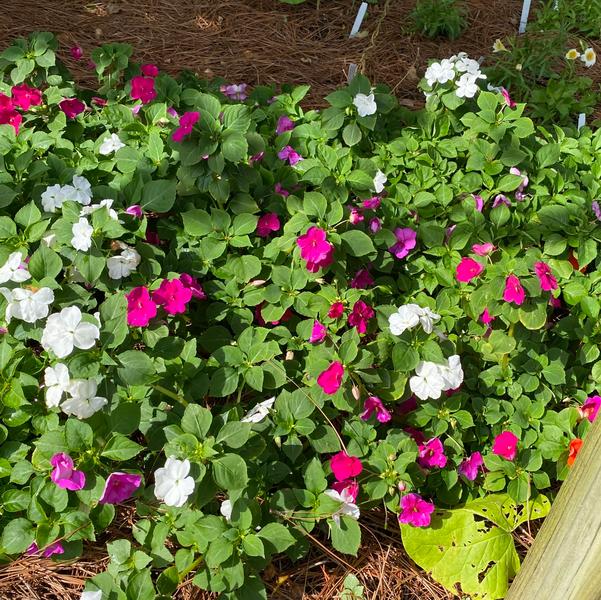 Impatiens Beacon® 'Chicago Mix' Image