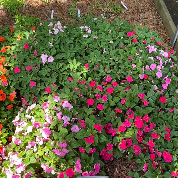 Impatiens Beacon® 'Otway Mix' Image