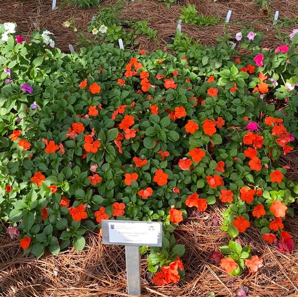 Impatiens Beacon® 'Orange' Image