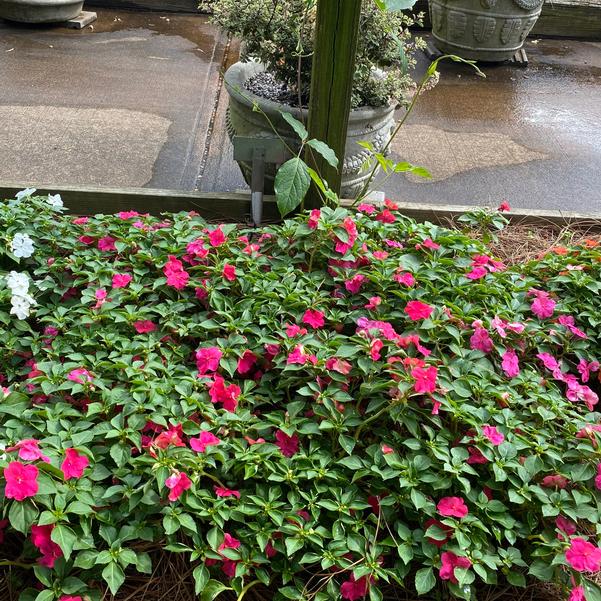 Impatiens Beacon® 'Rose' Image