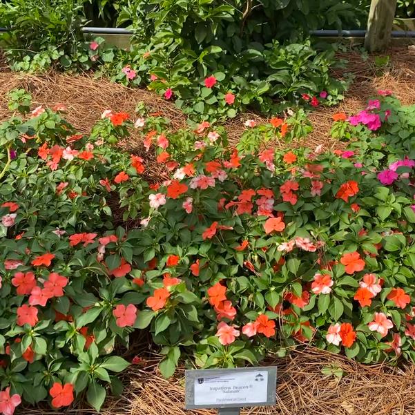 Impatiens Beacon® 'Salmon' Image