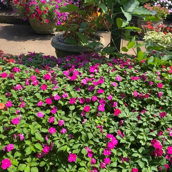 Impatiens Beacon® 'Violet Shades' Image