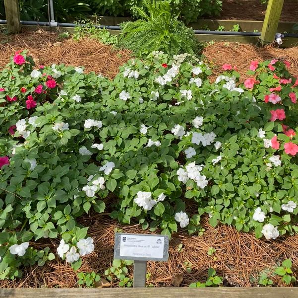 Impatiens Beacon® 'White' Image