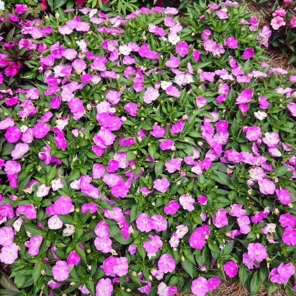 Impatiens x hybrida hort SunPatiens® 'Compact Lavender' Image