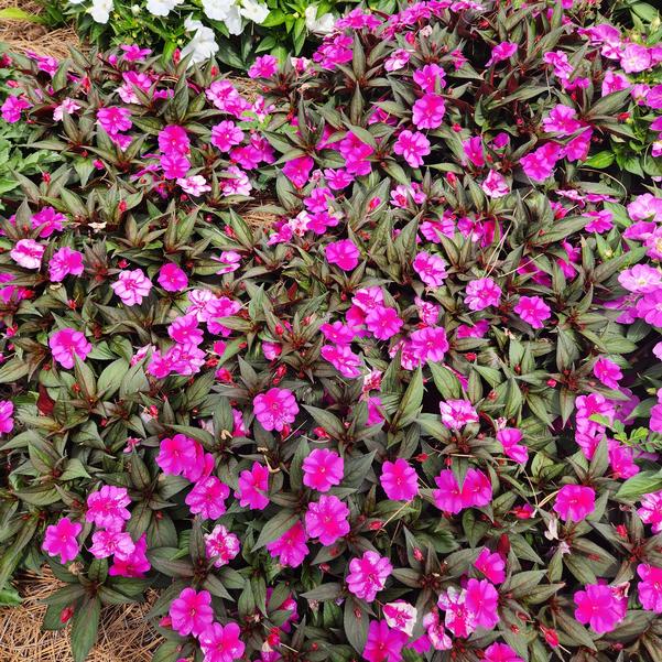 Impatiens x hybrida hort SunPatiens® 'Compact Purple Candy Imp.' Image